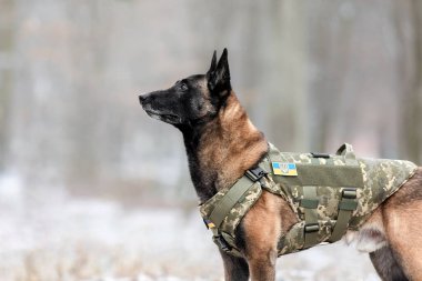 Dog armor. Dog in a bulletproof vest. Belgian Shepherd Malinois portrait outdoor.  Working dog. Guard dog. Ukraine flag