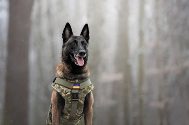 Dog armor. Dog in a bulletproof vest. Belgian Shepherd Malinois portrait outdoor.  Working dog. Guard dog. Ukraine flag