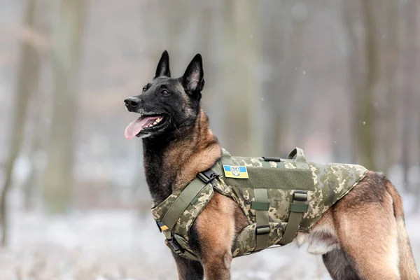 Dog armor. Dog in a bulletproof vest. Belgian Shepherd Malinois portrait outdoor.  Working dog. Guard dog. Ukraine flag
