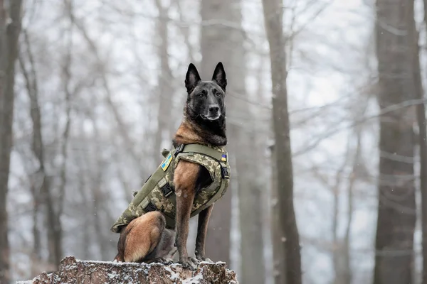 Dog armor. Dog in a bulletproof vest. Belgian Shepherd Malinois portrait outdoor.  Working dog. Guard dog. Ukraine flag