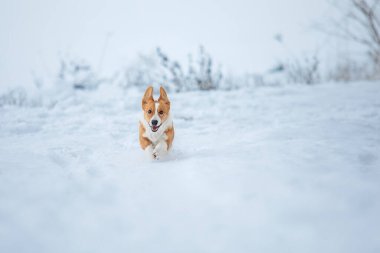 Şirin Corgi köpeği karda hızlı koşuyor. Kışın köpek. Köpek aksiyon fotoğrafı