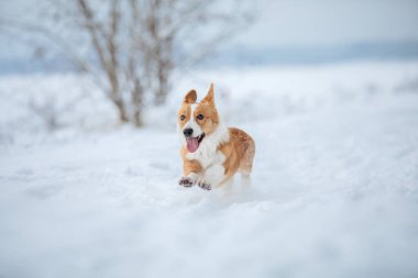 Şirin Corgi köpeği karda hızlı koşuyor. Kışın köpek. Köpek aksiyon fotoğrafı