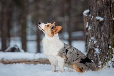 Şirin Corgi köpeği karda hızlı koşuyor. Kışın köpek. Köpek aksiyon fotoğrafı