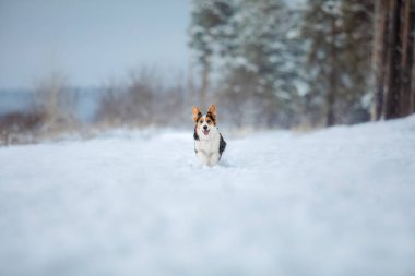 Şirin Corgi köpeği karda hızlı koşuyor. Kışın köpek. Köpek aksiyon fotoğrafı