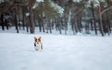 Şirin Corgi köpeği karda hızlı koşuyor. Kışın köpek. Köpek aksiyon fotoğrafı
