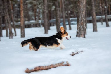 Şirin Corgi köpeği karda hızlı koşuyor. Kışın köpek. Köpek aksiyon fotoğrafı