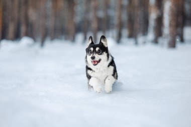 Şirin Corgi köpeği karda hızlı koşuyor. Kışın köpek. Köpek aksiyon fotoğrafı