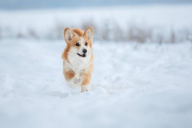 Şirin Corgi köpeği karda hızlı koşuyor. Kışın köpek. Köpek aksiyon fotoğrafı