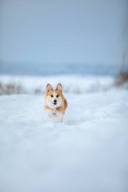 Şirin Corgi köpeği karda hızlı koşuyor. Kışın köpek. Köpek aksiyon fotoğrafı
