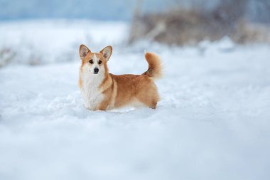 Şirin Corgi köpeği karda hızlı koşuyor. Kışın köpek. Köpek aksiyon fotoğrafı