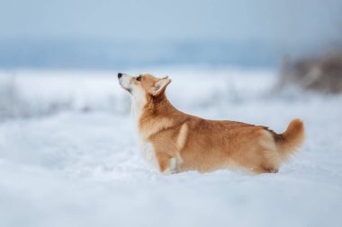 Şirin Corgi köpeği karda hızlı koşuyor. Kışın köpek. Köpek aksiyon fotoğrafı