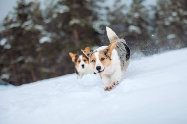 Şirin Corgi köpeği karda hızlı koşuyor. Kışın köpek. Köpek aksiyon fotoğrafı