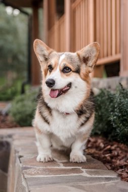 Mutlu ve aktif safkan Galli Corgi köpeği çimlerin üzerinde