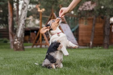 Mutlu ve aktif safkan Galli Corgi köpeği çimlerin üzerinde