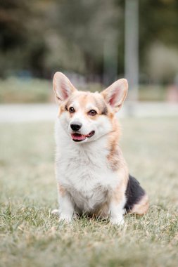 Mutlu ve aktif safkan Galli Corgi köpeği çimlerin üzerinde