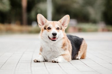 Mutlu ve aktif safkan Galli Corgi köpeği çimlerin üzerinde