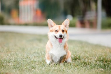 Mutlu ve aktif safkan Galli Corgi köpeği çimlerin üzerinde