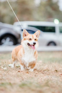 Mutlu ve aktif safkan Galli Corgi köpeği çimlerin üzerinde
