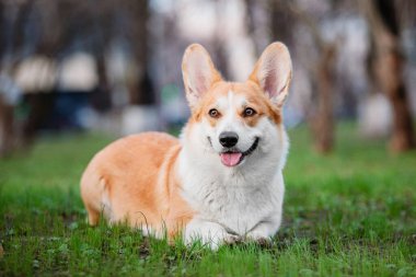 Tatlı Galli Corgi köpeği dışarıda. Yürüyüşe çıkmış köpek portresi. Güzel, komik Corgi köpek cinsi.