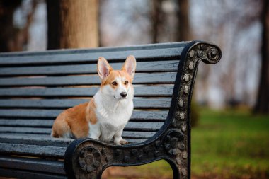 Tatlı Galli Corgi köpeği dışarıda. Yürüyüşe çıkmış köpek portresi. Güzel, komik Corgi köpek cinsi.