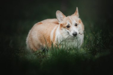 Tatlı Galli Corgi köpeği dışarıda. Yürüyüşe çıkmış köpek portresi. Güzel, komik Corgi köpek cinsi.