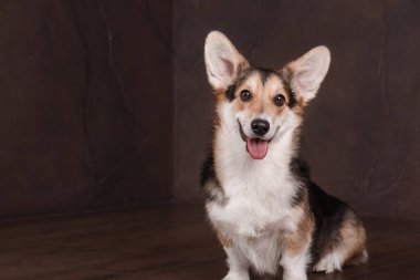 Evde Galli Corgi köpeği var. Köpek içeride poz veriyor. Şirin pofuduk köpek portresi