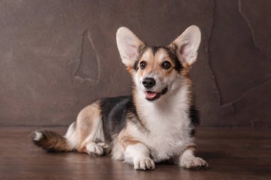 Evde Galli Corgi köpeği var. Köpek içeride poz veriyor. Şirin pofuduk köpek portresi