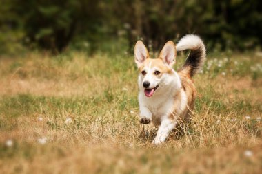 Tatlı Galli Corgi köpeği dışarıda. Yürüyüşe çıkmış köpek portresi. Güzel, komik Corgi köpek cinsi.