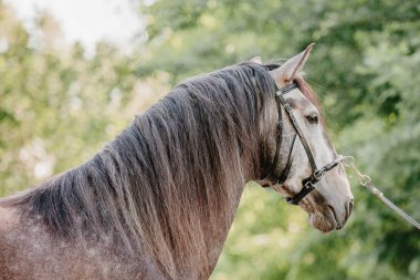 Beautiful horse portrait in motion in the stallion. Equine. Countryside. Equestrian