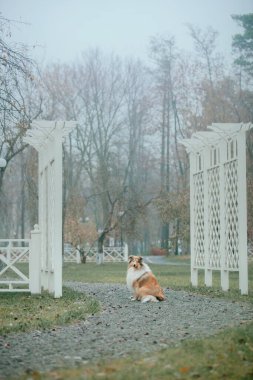 Ginger orange Rough Collie dog portrait autumn. Beautiful fluffy dog in a foggy morning. Rough Collie dog breed