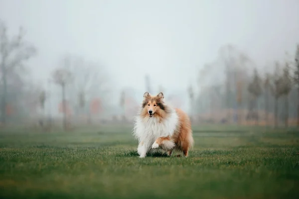 Ginger orange Rough Collie dog portrait autumn. Beautiful fluffy dog in a foggy morning. Rough Collie dog breed