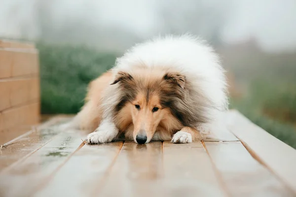 Ginger orange Rough Collie dog portrait autumn. Beautiful fluffy dog in a foggy morning. Rough Collie dog breed