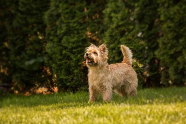 Cute cairn terrier dog on green grass in the park on a sunny day. Terrier dog breed