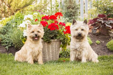 Cute cairn terrier dog on green grass in the park on a sunny day. Terrier dog breed