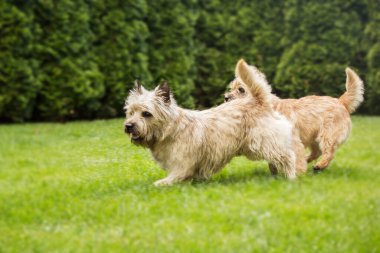 Cute cairn terrier dog on green grass in the park on a sunny day. Terrier dog breed
