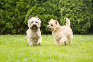 Cute cairn terrier dog on green grass in the park on a sunny day. Terrier dog breed