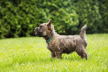 Cute cairn terrier dog on green grass in the park on a sunny day. Terrier dog breed