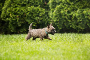 Cute cairn terrier dog on green grass in the park on a sunny day. Terrier dog breed