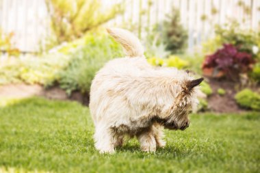 Cute cairn terrier dog on green grass in the park on a sunny day. Terrier dog breed