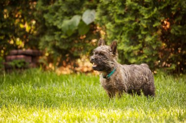 Cute cairn terrier dog on green grass in the park on a sunny day. Terrier dog breed