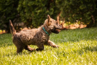 Cute cairn terrier dog on green grass in the park on a sunny day. Terrier dog breed