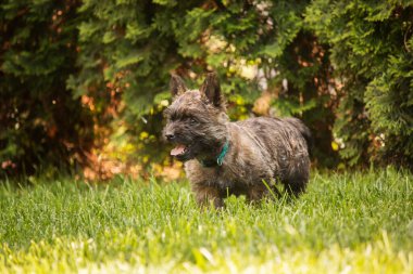 Cute cairn terrier dog on green grass in the park on a sunny day. Terrier dog breed