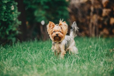 Yorkshire terrier dog close up portrait. Miniature dog. Cute little dog