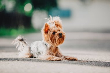 Yorkshire terrier dog close up portrait. Miniature dog. Cute little dog