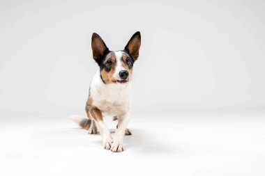 Border collie dog breed on white background in studi. Pet training, cute dog, smart dog