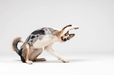 Border collie dog breed on white background in studi. Pet training, cute dog, smart dog