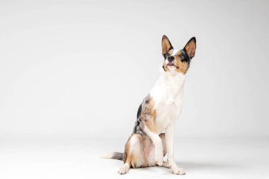 Border collie dog breed on white background in studi. Pet training, cute dog, smart dog