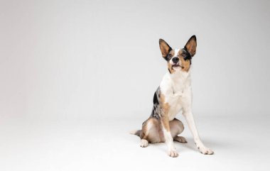 Border collie dog breed on white background in studi. Pet training, cute dog, smart dog