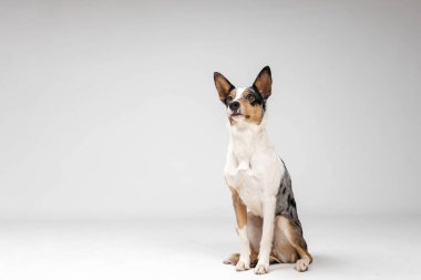 Border collie dog breed on white background in studi. Pet training, cute dog, smart dog