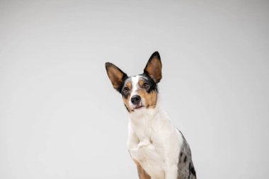 Border collie dog breed on white background in studi. Pet training, cute dog, smart dog